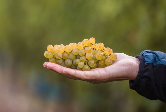 VINTAGE 2020 - THE TOUGHEST VINTAGE EVER DESPITE THE BEST EVER GRAPES?