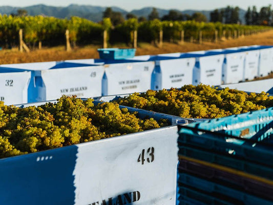 2026 Marlborough Vintage Report, Jules Taylor Wines - Jules Taylor Wines