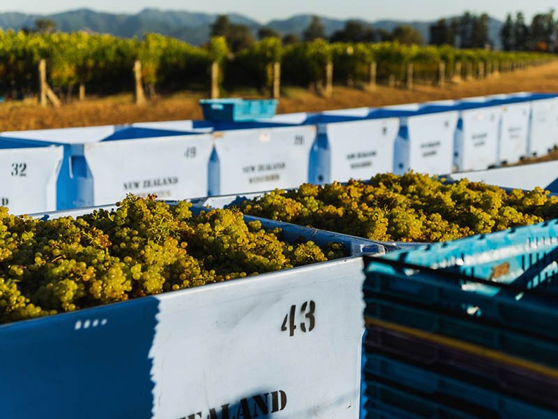 2026 Marlborough Vintage Report, Jules Taylor Wines - Jules Taylor Wines