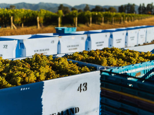 Rows of bins of handpicked chardonnay grapes from the Meadowbank vineyard in Marlborough's Southern Valleys
