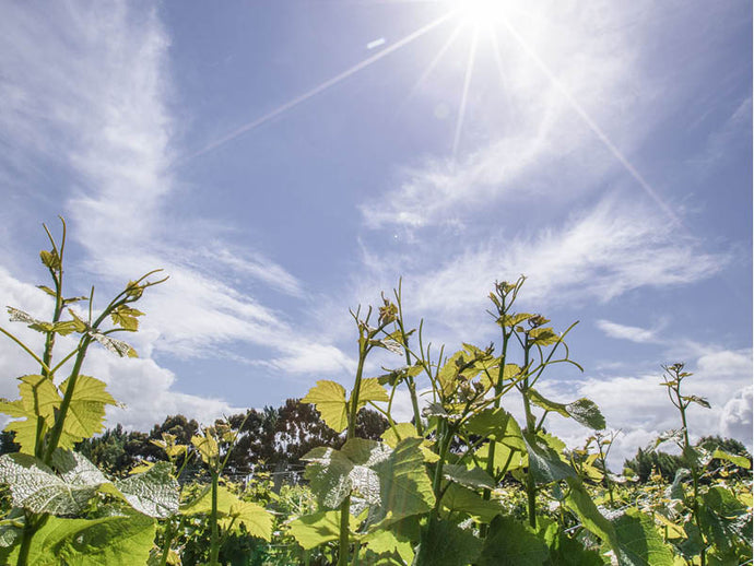 Growing Season Update 2022