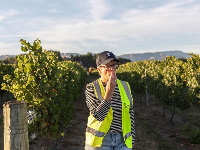 Marlborough 2025 Harvest