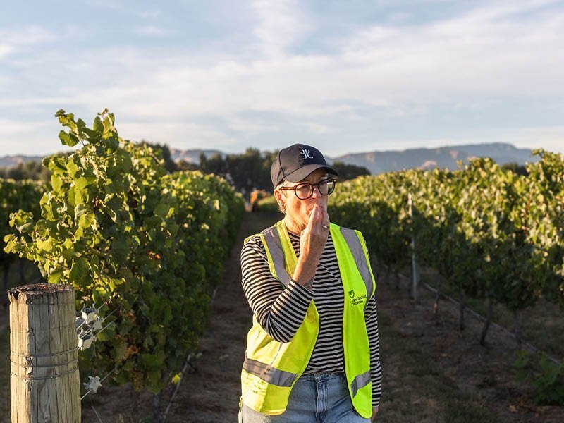Marlborough 2025 Harvest - Jules Taylor Wines