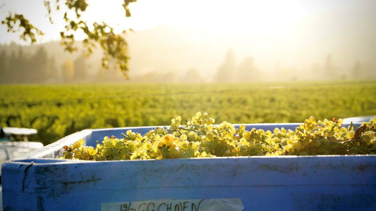 Marlborough Vintage Guide: Taste The Last Five Years In Your Glass - Jules Taylor Wines