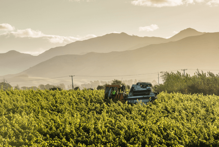 THE 'NEAR DROUGHT' HARVEST OF 2019 - Jules Taylor Wines