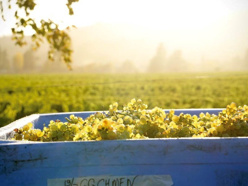 VINTAGE 2021 - PETITE BUT PERFECTLY FORMED - Jules Taylor Wines