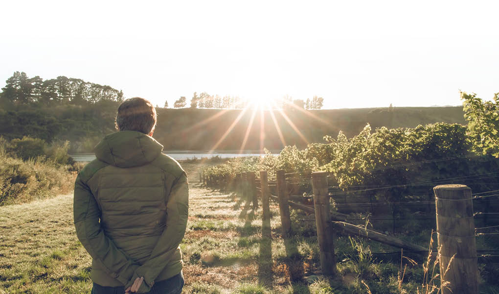 Altimarloch vineyard rays2.jpg__PID:d71bff8d-b256-4c2b-9c3d-0a35c7c941a4