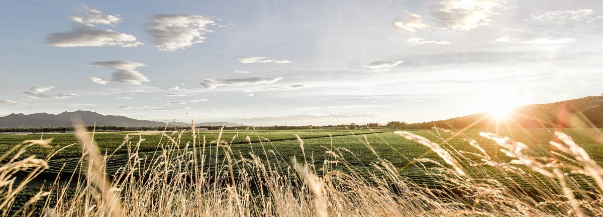 A Marlborough landscape with dry grass in the foreground, green vineyards planted in the middle distance, and the sun rising over hills in the background, under a blue sky.