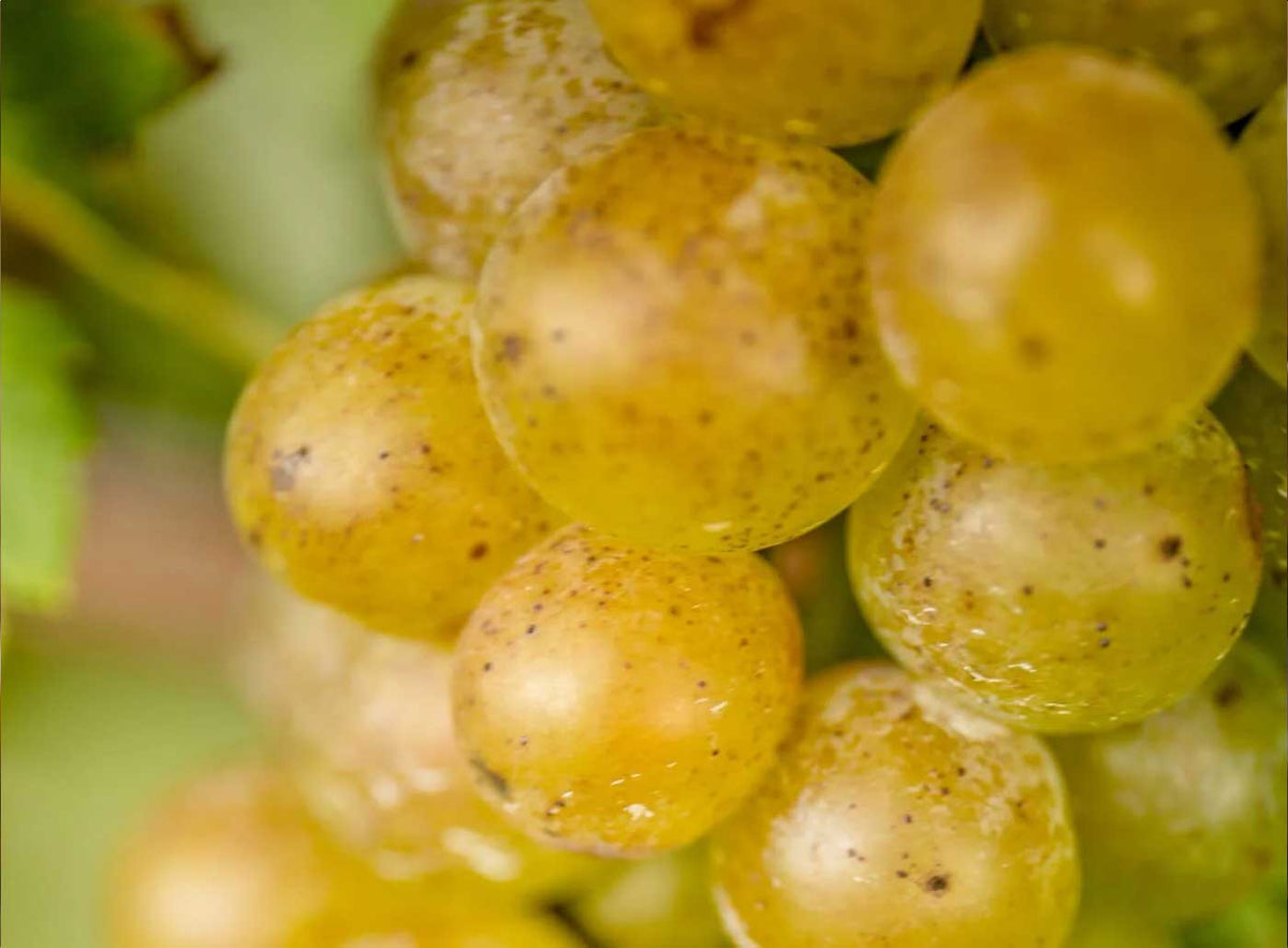 Wine technical notes