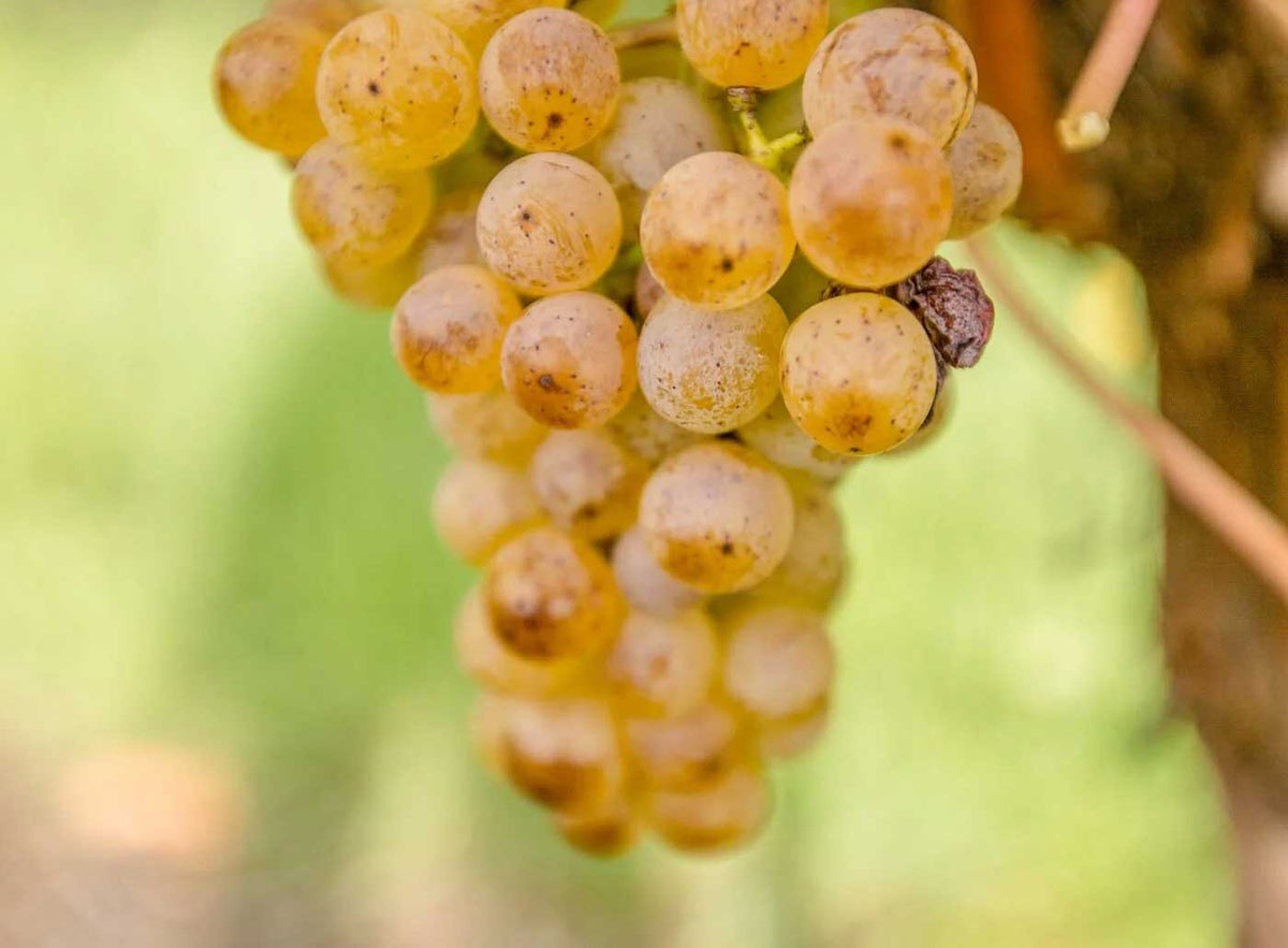 Wine technical notes