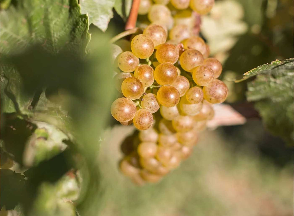 Wine technical notes