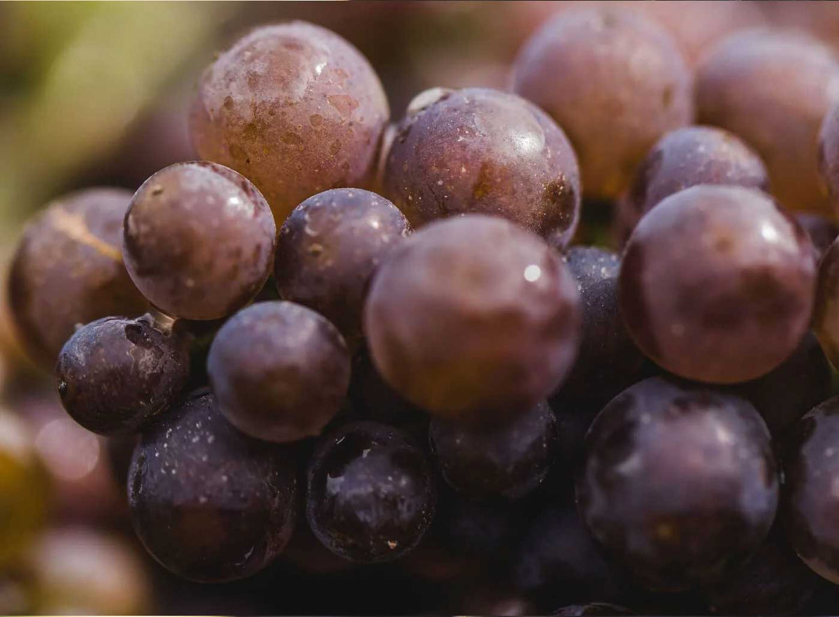 Wine technical notes