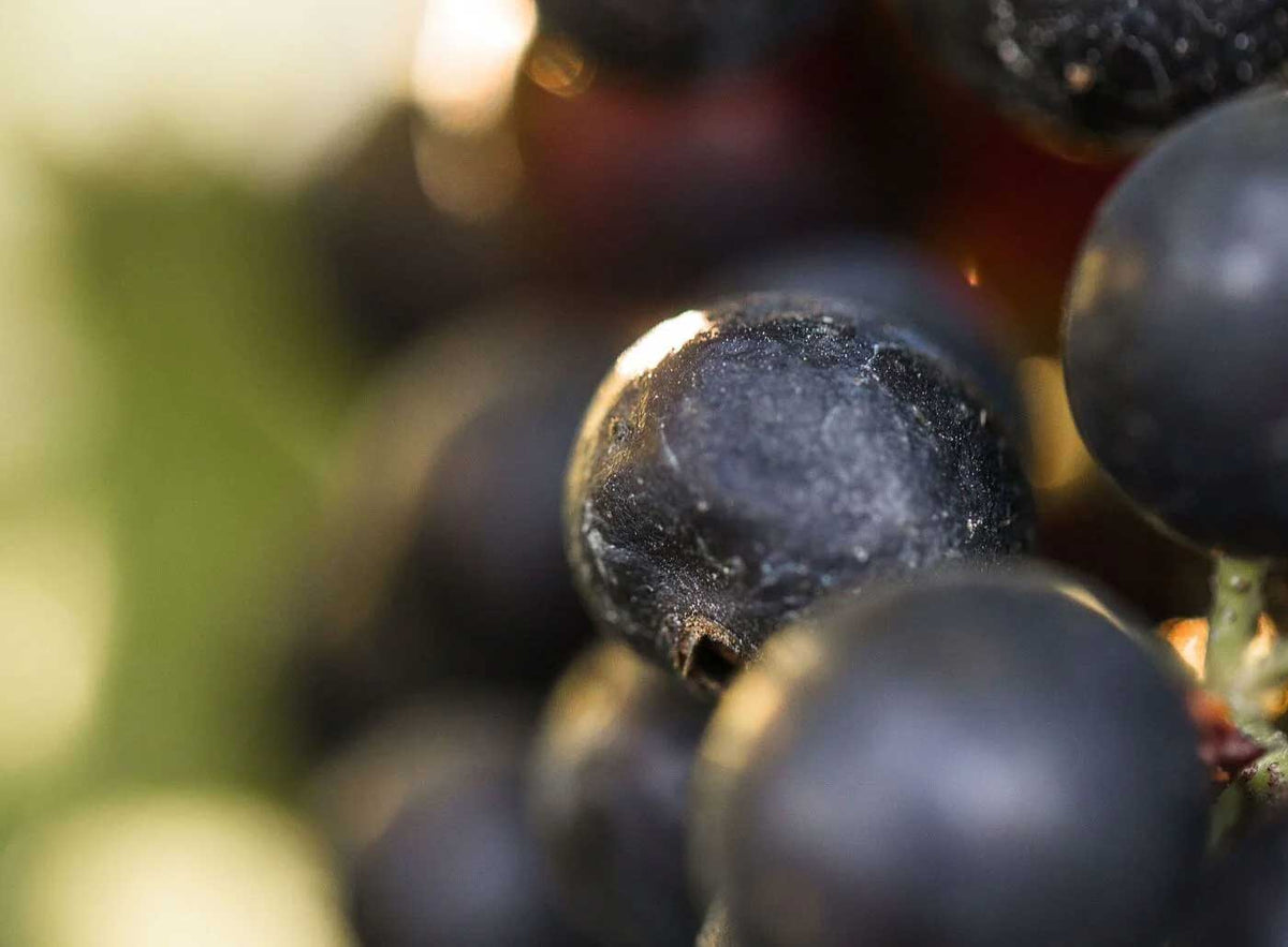 Wine technical notes