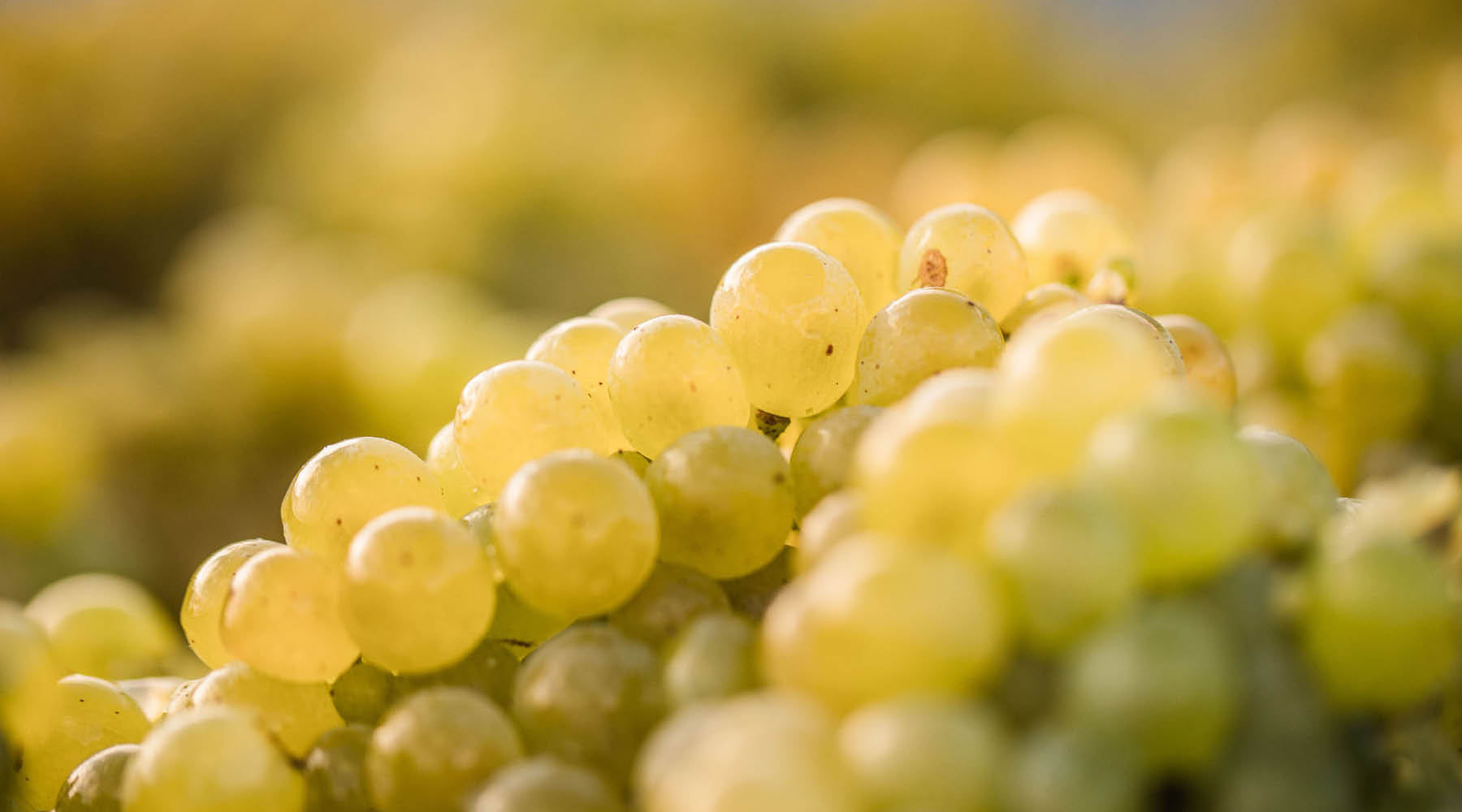 APPELLATION MARLBOROUGH WINE