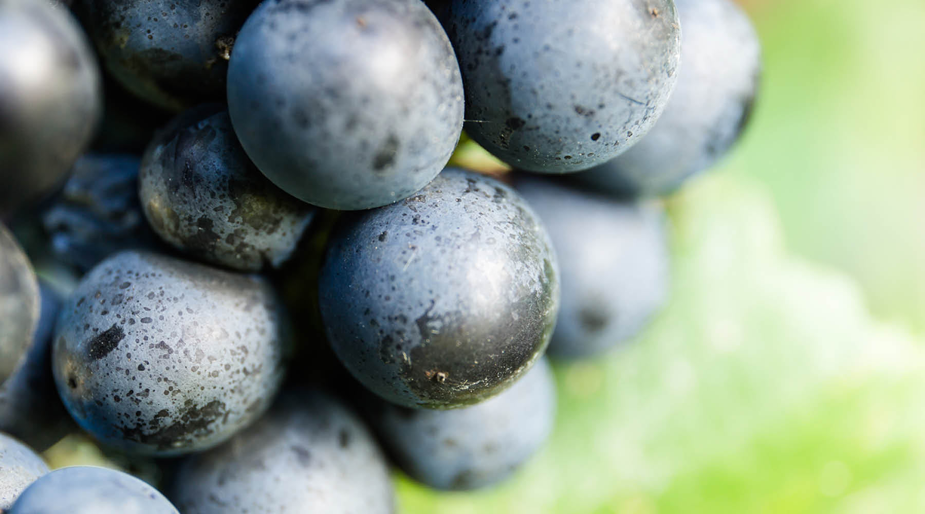 BUT NOT JUST SAUVIGNON BLANC!