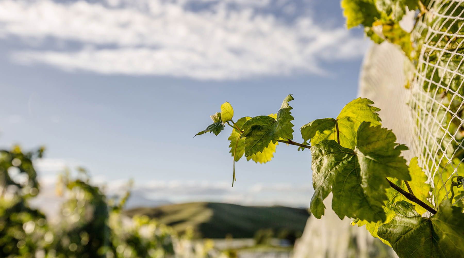 HIDDEN HILLSIDE VINEYARDS