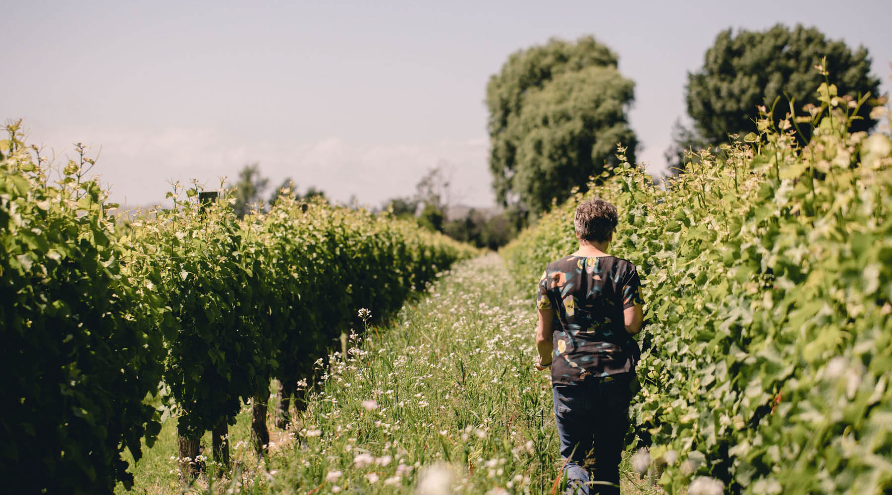 SUSTAINABILITY IN THE VINEYARD