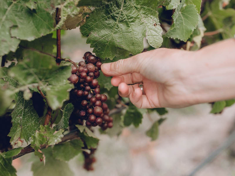 VINEYARDS