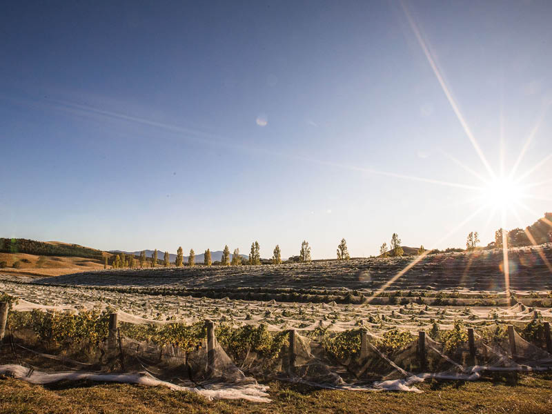 VINEYARDS