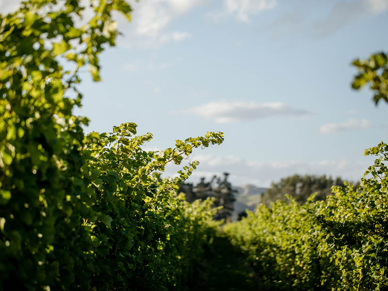 VINEYARDS