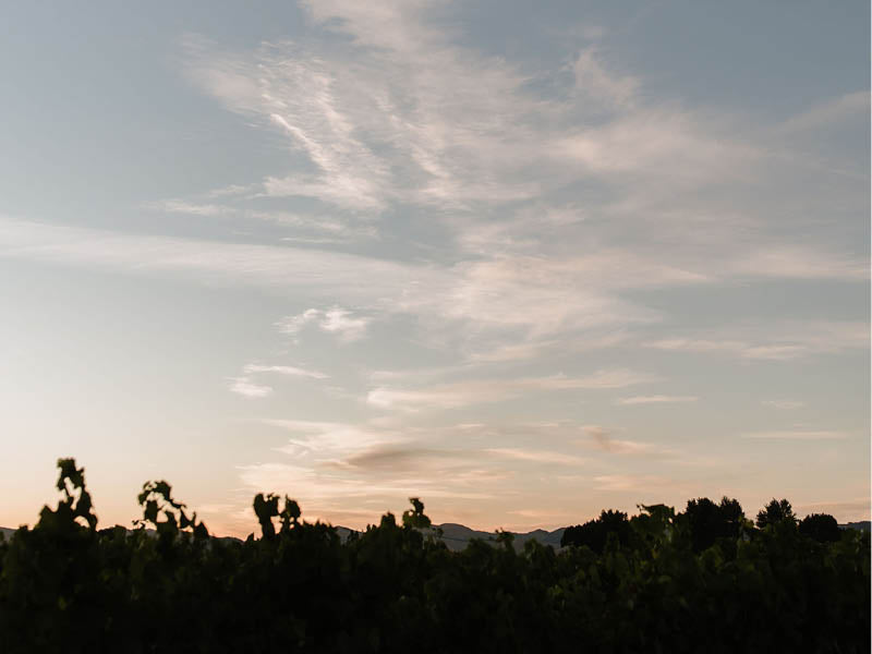 VINEYARDS