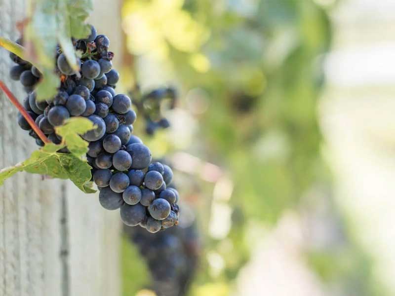 Wine technical notes